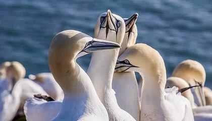 逼欧洲豪门尽全力！多特险遭绝平，国米读秒绝杀，世俱杯渐入佳境