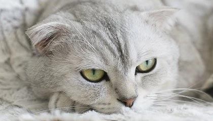 开拓者胜勇士，利拉德砍下35分创纪录