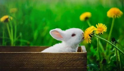 哪个都不便宜！拜仁有意六大边锋：尼科居首 马丁内利加